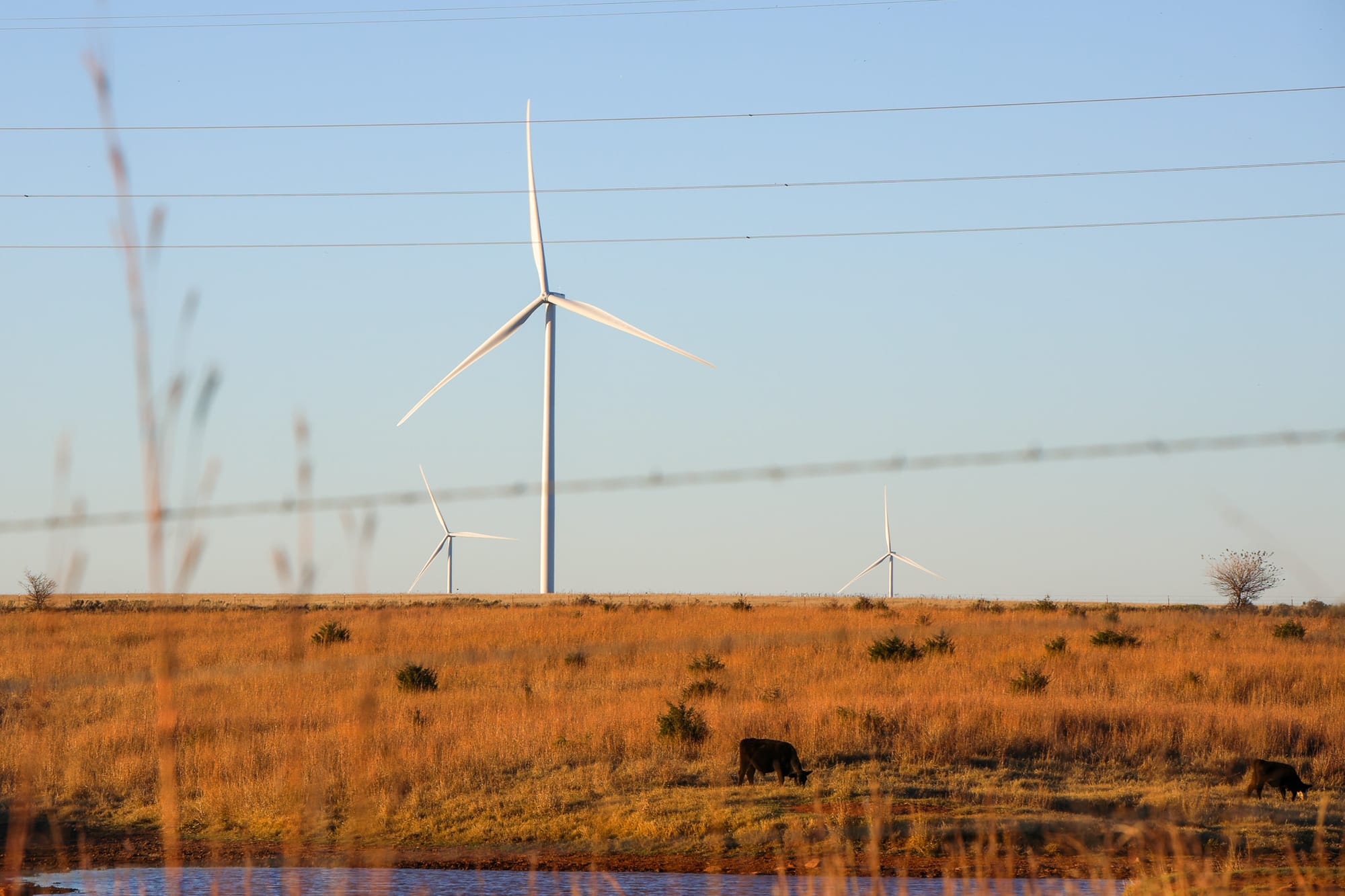 Wind turbines rise above prairie grassland in Noble County with cattle grazing in foreground and power lines visible against blue sky.