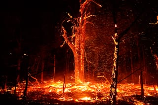 Burning tree with thousands of orange embers streaming through the air, blown by high winds during the March 14, 2025 Payne County wildfires. Ground covered in flames and burning debris.